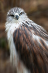 Rapace 21