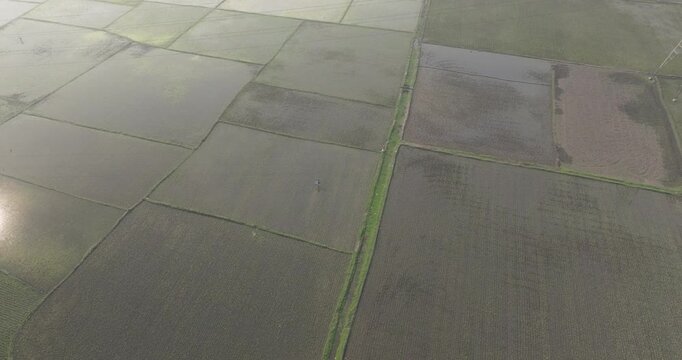 Aerial view of beautiful rice fields with natural patterns and textures, Dhaka, Dhaka Province, Bangladesh.