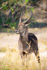 Waterbuck close-up detail, Kobus ellipsiprymnus, large antelope in sub-Saharan Africa. Nice African animal in the nature habitat, Uganda. Wildlife from nature. Evening Africa. Africa wildlife.
