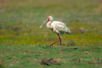 African spoonbill (Platalea alba), A distinctive pale waterbird with long pink-red legs, a bare bright pink-red face, and an odd and distinctive spoon-shaped bill that is obvious even in flight. 