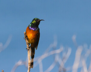 Orange Breasted sunbird