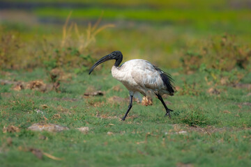 African Sacred Ibis Threskiornis aethiopicus, Striking white ibis with a naked black head and neck and black legs and feet.