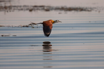 African Jacana (Actophilornis africanus) flying in a field of Water Lilies in a cove in the Chobe river between Namibia and Botswana