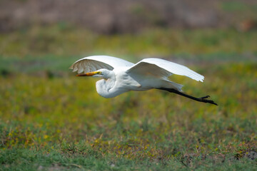 Great egret (Ardea alba) also known as the common egret, flying.