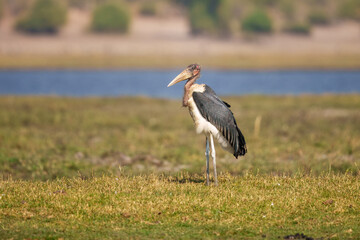 Marabou Stork - Leptoptilos crumeniferus flying, large stork from African woodlands, bushes and lake shores,