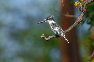Pied kingfisher (Ceryle rudis) in flight.