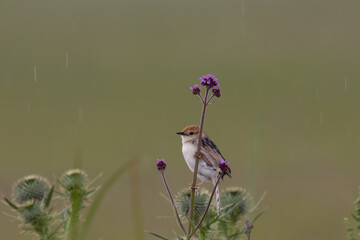Cisticola