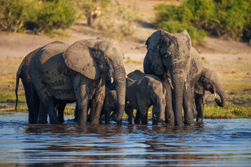 Fototapeta premium Elephants with baby in Moremi game reserve Africa, Elephants taking a bath in a water poolwith mud, eating green grass. African Elephants in landscape, green Africa, Botswana