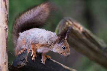 Red Squirrel