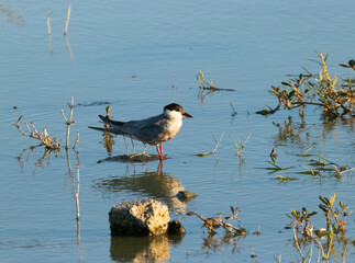 Tern