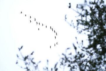 Bird migration