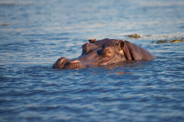 Fototapeta premium Hippopotamus in the Okavanga Delta in Botswana. An aggressive hippo bull shows dominant behaviour