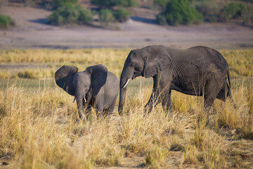Fototapeta premium Elephants with baby in Moremi game reserve Africa, Elephants taking a bath in a water poolwith mud, eating green grass. African Elephants in landscape, green Africa, Botswana