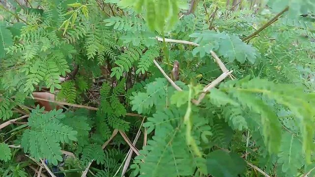 4K video of The Putri Malu or Mimosa pudica L is a short shrub belonging to the legume tribe which is easily recognized because of its leaves which can quickly closewither by themselves when touched.
