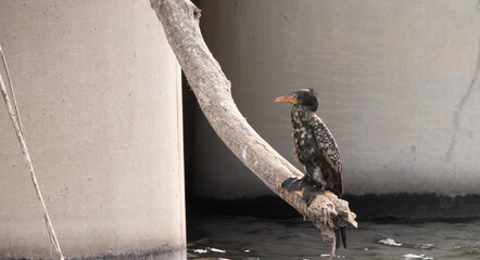 Cormorant