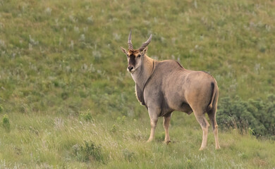 Eland