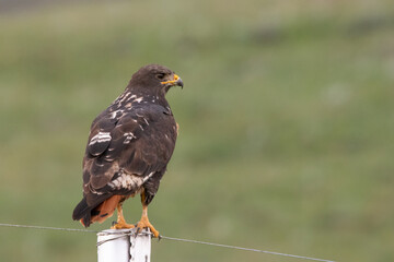 Jackal Buzzard