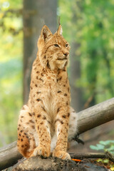 The Eurasian lynx (Lynx lynx) , a medium-sized wild cat with pointed ears and fur, sits in the grass in the forest.