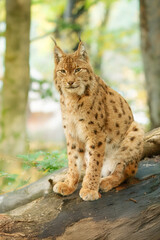 The Eurasian lynx (Lynx lynx) , a medium-sized wild cat with pointed ears and fur, sits in the grass in the forest.