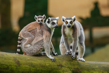 Family of Ring Tailed Lemurs, Lemur catta, Close up, beautiful lemur from Southern Madagascar forests.