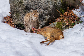 Obraz premium Lynx in winter with prey. Eurasian lynx, Lynx lynx, walks in snowy beech forest. Predator in habitat.
