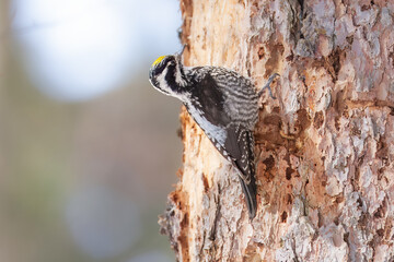 Eurasian three-toed woodpecker, The Eurasian three-toed woodpecker (Picoides tridactylus) is a medium-sized woodpecker that is found from northern Europe across northern Asia to Japan.