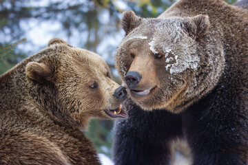 Obraz premium European brown bear fighting (Ursus arctos arctos), animal scenting, winter, Bavarian Forest National Park, Germany, Europe
