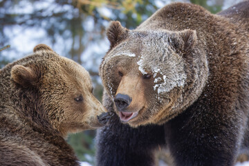 European brown bear fighting (Ursus arctos arctos), animal scenting, winter, Bavarian Forest...
