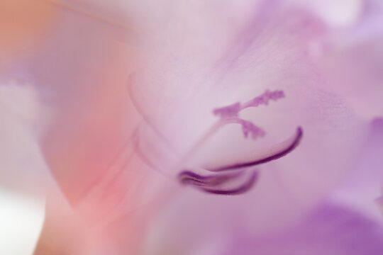 soft pink flower
