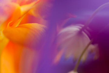 abstract flower background