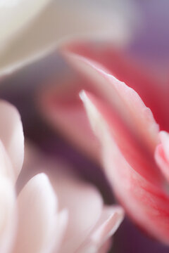 macro of a pink flower