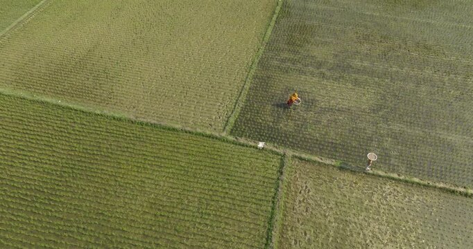 Aerial view of beautiful rice fields with green rows and textured patterns, Dhaka, Dhaka Province, Bangladesh.