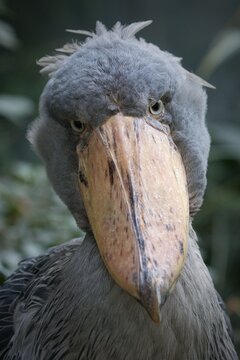 shoebill stork