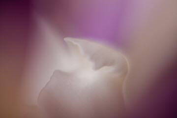 close up of a white rose petals