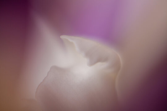 close up of a white rose petals