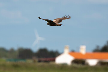 Fototapeta premium Busard des roseaux,.Circus aeruginosus, Western Marsh Harrier