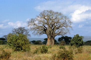 Adamsomia digitata, Baobab, Parc national du Tarangire, Tanzanie