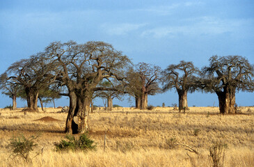 Adamsomia digitata, Baobab mang&eacute; par les &eacute;l&eacute;phants, Parc national du Tarangire, Tanzanie