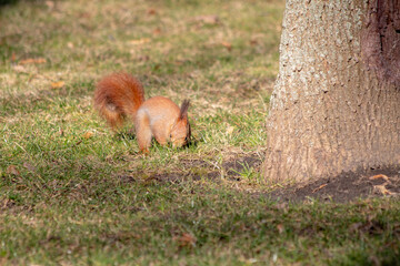 playful squirrel holding a nut, its fluffy tail curled behind as it sits on a tree stump