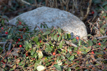 lush forest floor with a soft moss blanket, scattered with vibrant red berries and fallen leaves