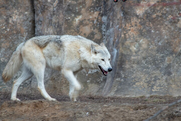 a pack of wolves running through a snow-covered forest, their fur blending with the winter landscape
