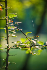 spring in the forest