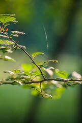 green leaves on a branch
