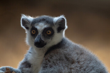 curious lemur sitting on a tree branch, gazing into the distance with wide, alert eyes