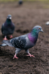 A close-up of a pigeon walking on the ground, showcasing its vibrant iridescent feathers and striking red feet