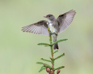 Obraz premium Olive-sided flycatcher (Contopus cooperi), a migratory species that travels from South to North America to breed during the summer. It is a very agile flyer, consumes flying insects on flight.