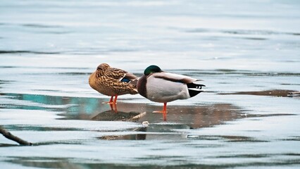 Beautiful Graceful Waterfowl Mallard Duck Birds Resting on Frozen Thawing Pond on Late Winter Day