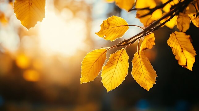 Vibrant close up of autumn leaves illuminated by sunlight showcasing golden and amber hues in nature : Generative AI - Powered by Adobe