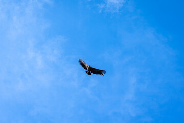 Condor soaring over the Colca Canyon in Peru