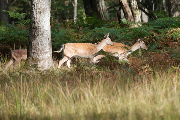 Préservation Naturelle : Un Troupeau de Daines en Forêt
